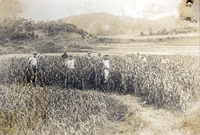 수수 수확