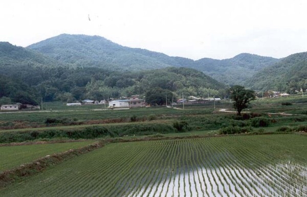 황룡면금호리마을전경