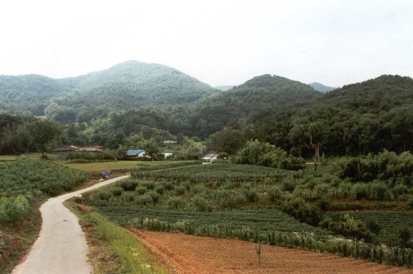 황룡면옥정리마을전경