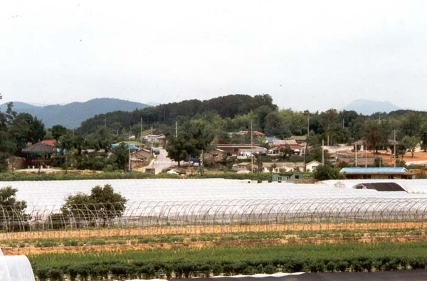 황룡면 황룡리 마을전경