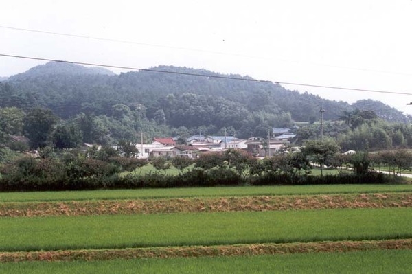 삼서면 대도리 마을전경