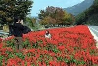 북하면 꽃길