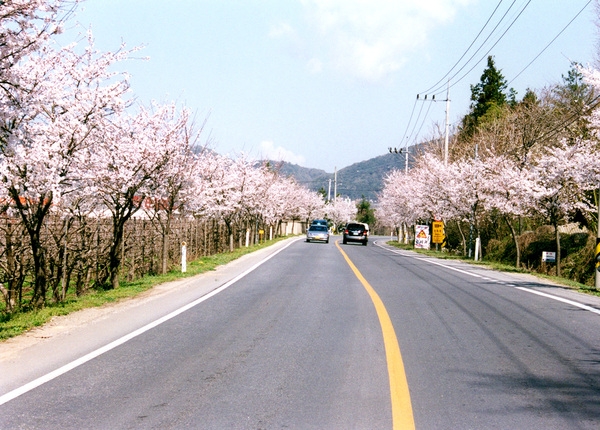 가로수국도1호선벚꽃길