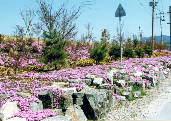 황룡강변 꽃길