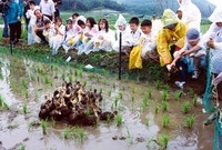 2004친환경농업오리입식연...