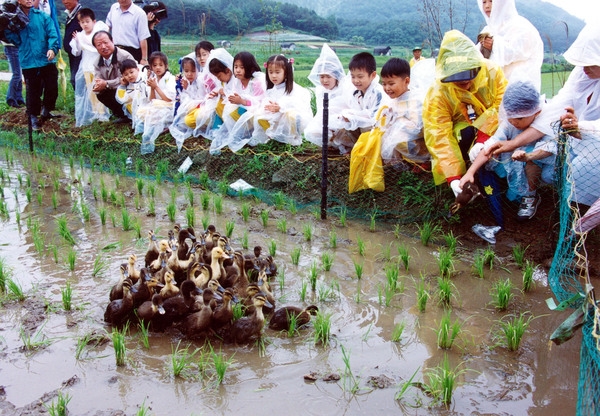 2004친환경농업오리입식연시회(삼계면생촌리)