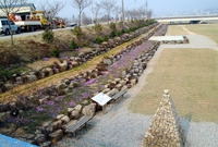 황룡강변 꽃길