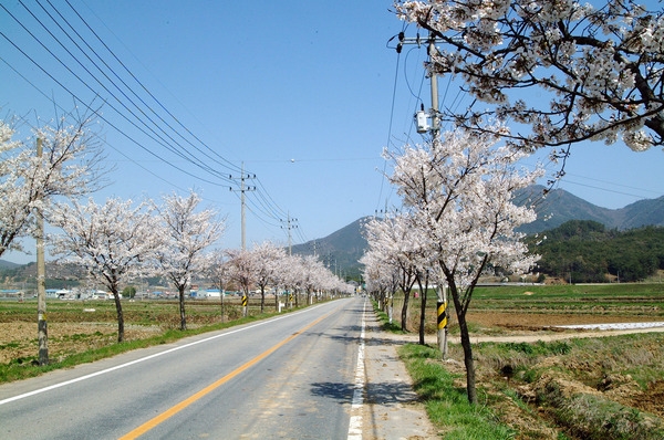 가로수 벚꽃길