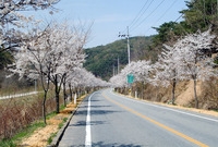 가로수 벚꽃길