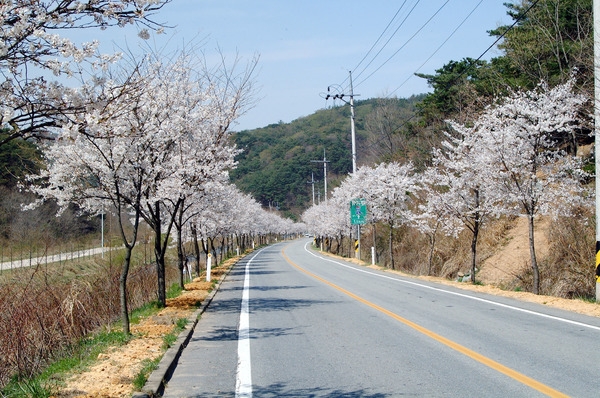 가로수 벚꽃길