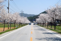 가로수 벚꽃길