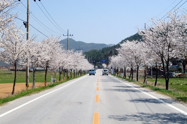 가로수 벚꽃길