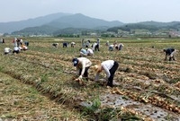 2005년 공무원 농촌일손...