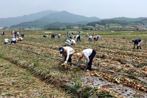 2005년 공무원 농촌일손돕기