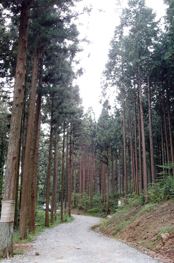 축령산 조림지