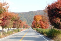 국도1호선 단풍 가로길