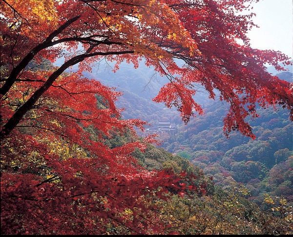 장성 관광화보(백양사 백암산 단풍)