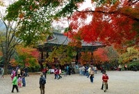 2006 백양사 가을단풍 ...