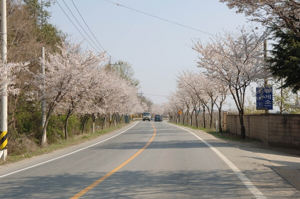 관광 가로수 벚꽃길