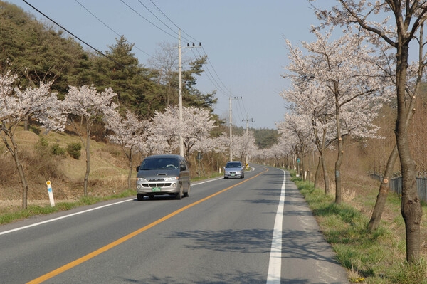 관광 가로수 벚꽃길