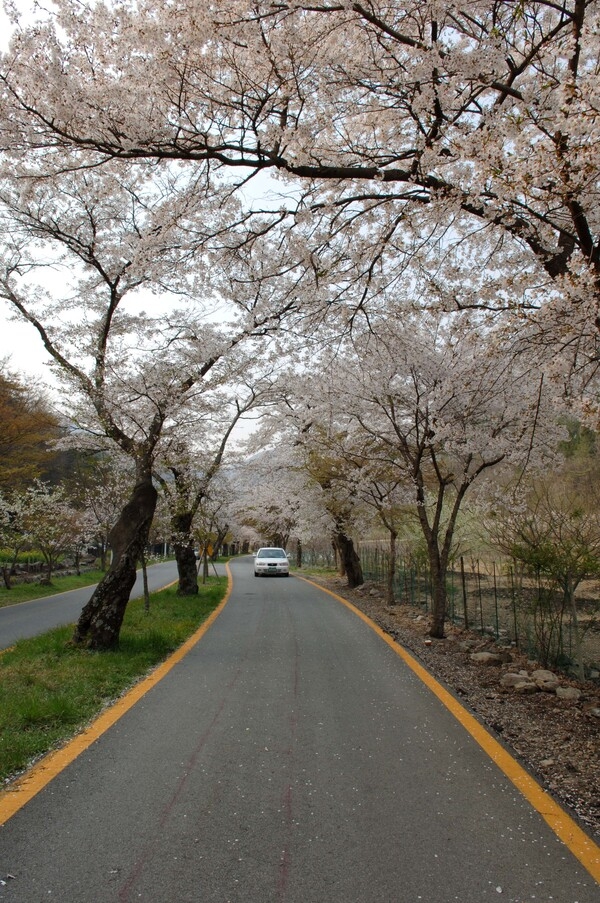 2007년 백양사 벚 꽃