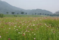 황룡강 코스모스 꽃길