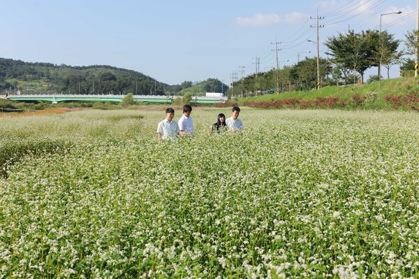 황룡강 메밀 꽃길