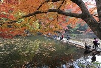제14회 장성 백양단풍축제