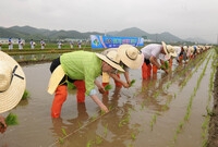 2012년 풍년기원 손모내...