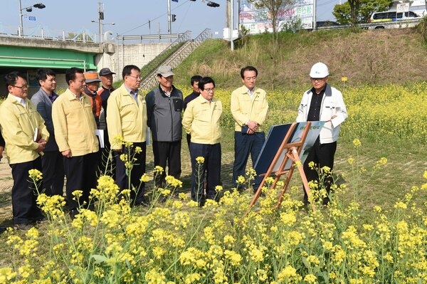 황룡강 생태하천 복원 사업 현장 및 황룡강 유채꽃