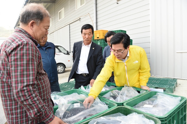 복분자 출하 현장방문(백양사 농협)