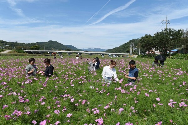 장성호 코스모스 꽃길