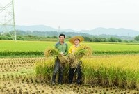 2016년 수출용 조생종 ...