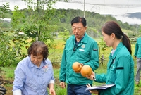 벼멸구 긴급방제 현장 방문