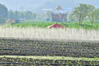 사회단체 황룡강변 해바라기...