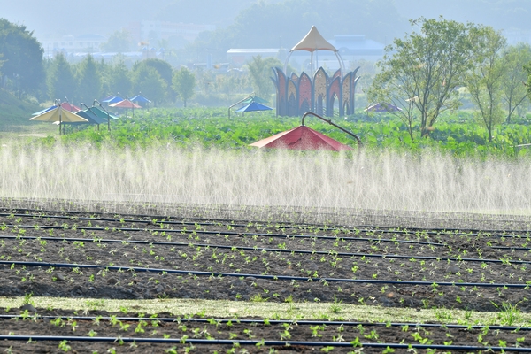 사회단체 황룡강변 해바라기 식재	
