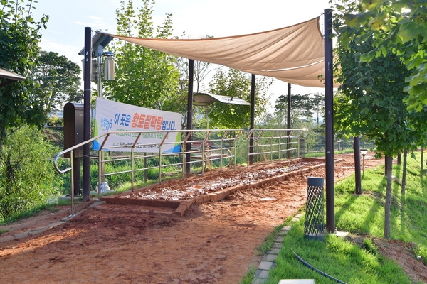 군수님 황룡강변 점검