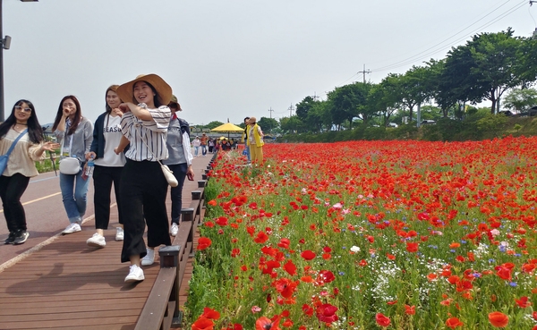 장성황룡강 홍길동 꽃길 축제 사진11