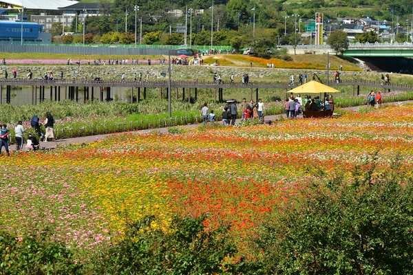 2019황룡강 노란꽃잔치