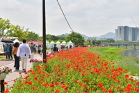 황룡강 꽃길 축제