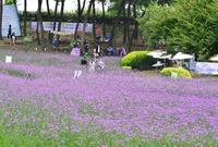 동화면 버베나축체