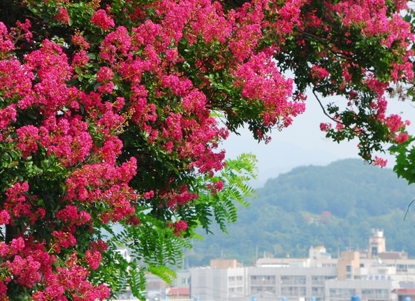배롱꽃