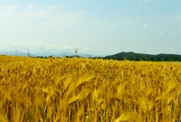 보리