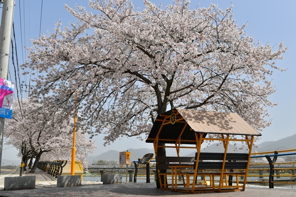 황룡강변 벛꽃