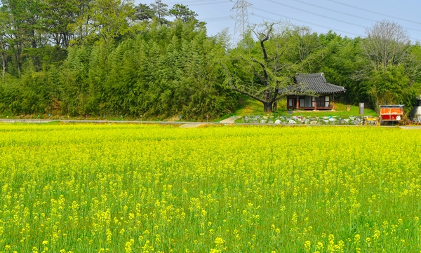 진원면 유체꽃
