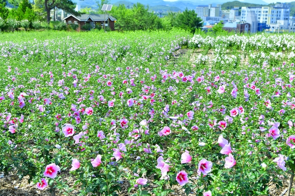 장성공원 무궁화 