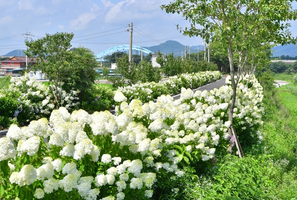 황룡강변 수국
