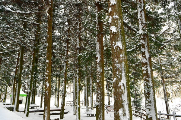 축령산 설경
