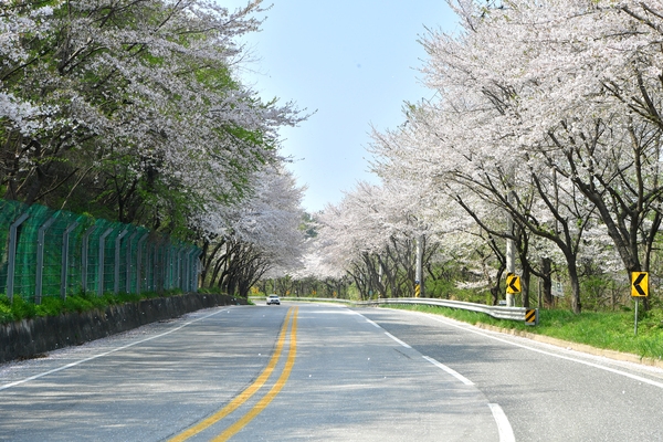 진원면 벛꽃길