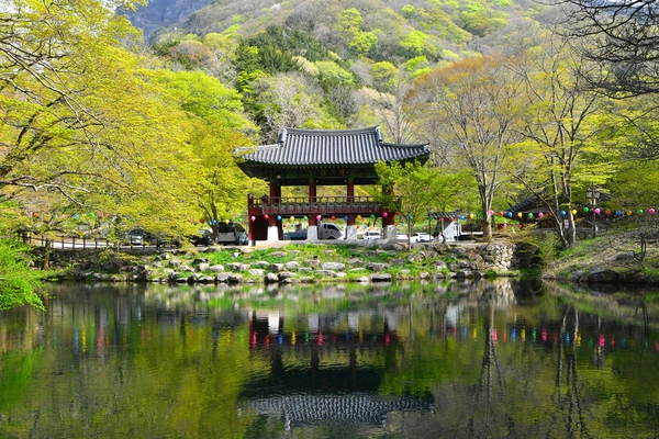 백양사 새싹